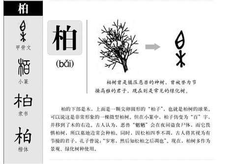 柏 同音字|柏字的解释